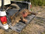 tilden_truck_pig.jpg