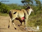 eland running.jpg