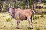 Eland standing.jpg
